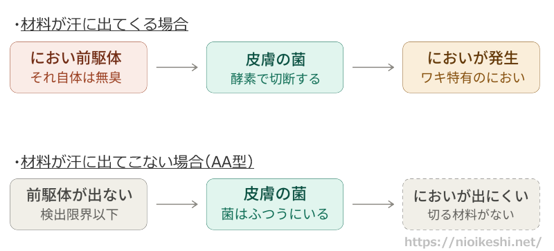 ワキのにおいが生まれる仕組みの図。におい前駆体と皮膚の菌の 両方がそろうとにおいが発生するが、前駆体が汗に出ない AA型では菌がいてもにおいは生まれにくい。